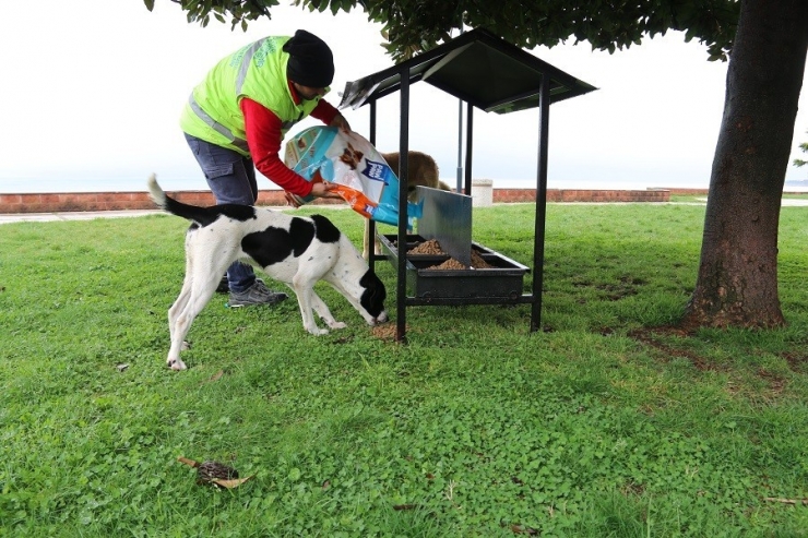 Sokak Hayvanlarına Özel İlgi