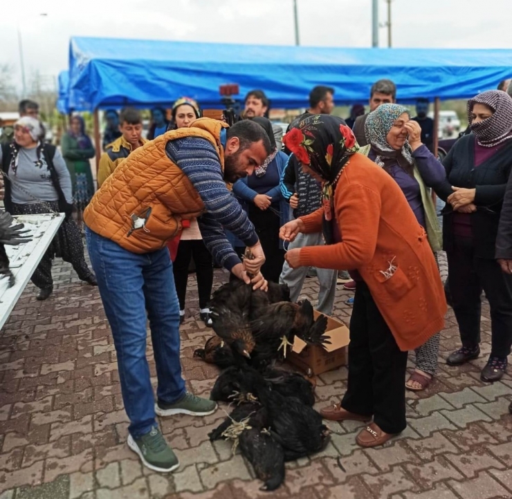 80 Aileye Yumurta Tavuğu Dağıtıldı