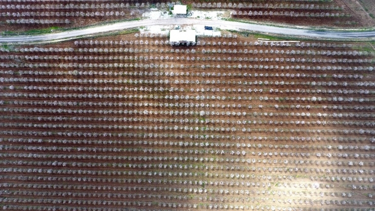 Bademler Çiçek Açtı Adıyaman Beyaza Büründü