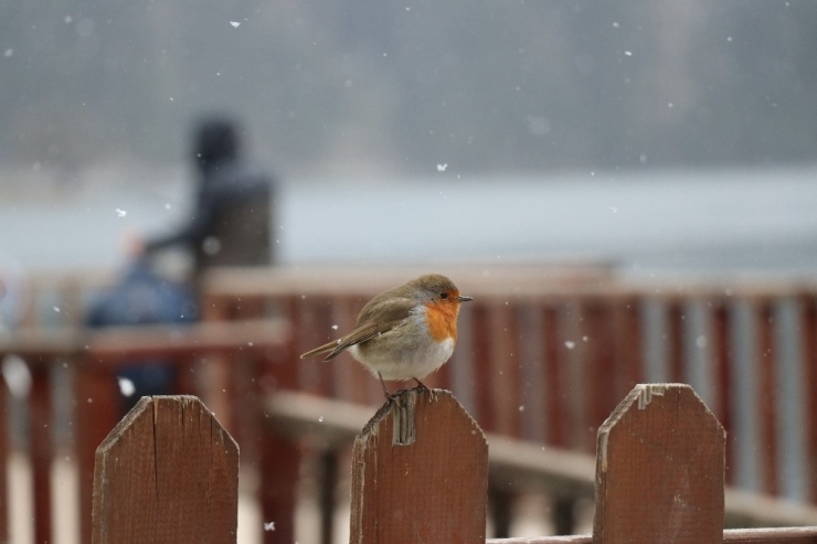 Bolu’da Yüksek Kesimlerde Kar Yağışı Başladı