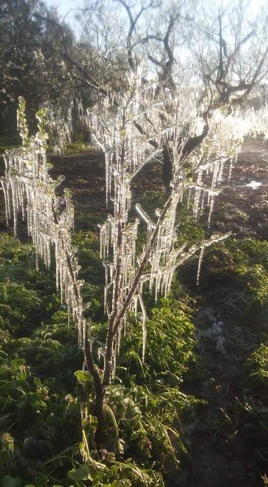 Marmara’nın Tarım Ambarı İznik’i Don Vurdu