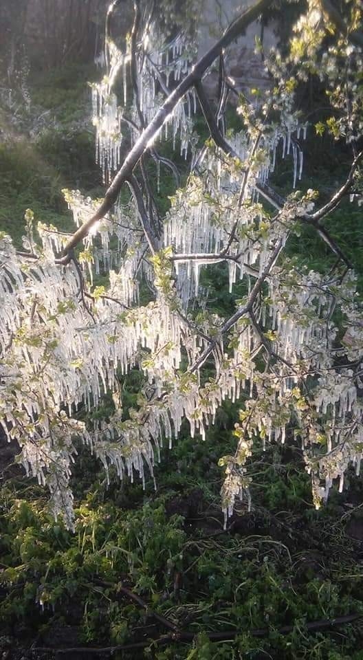Marmara’nın Tarım Ambarı İznik’i Don Vurdu