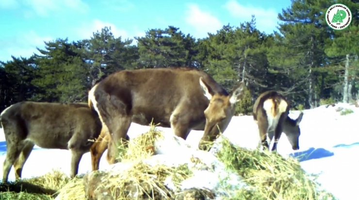 Karaca Ve Geyikler Foto Kapanla Görüntülendi