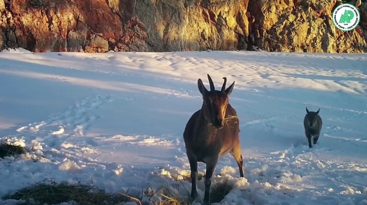 Karaca Ve Geyikler Foto Kapanla Görüntülendi