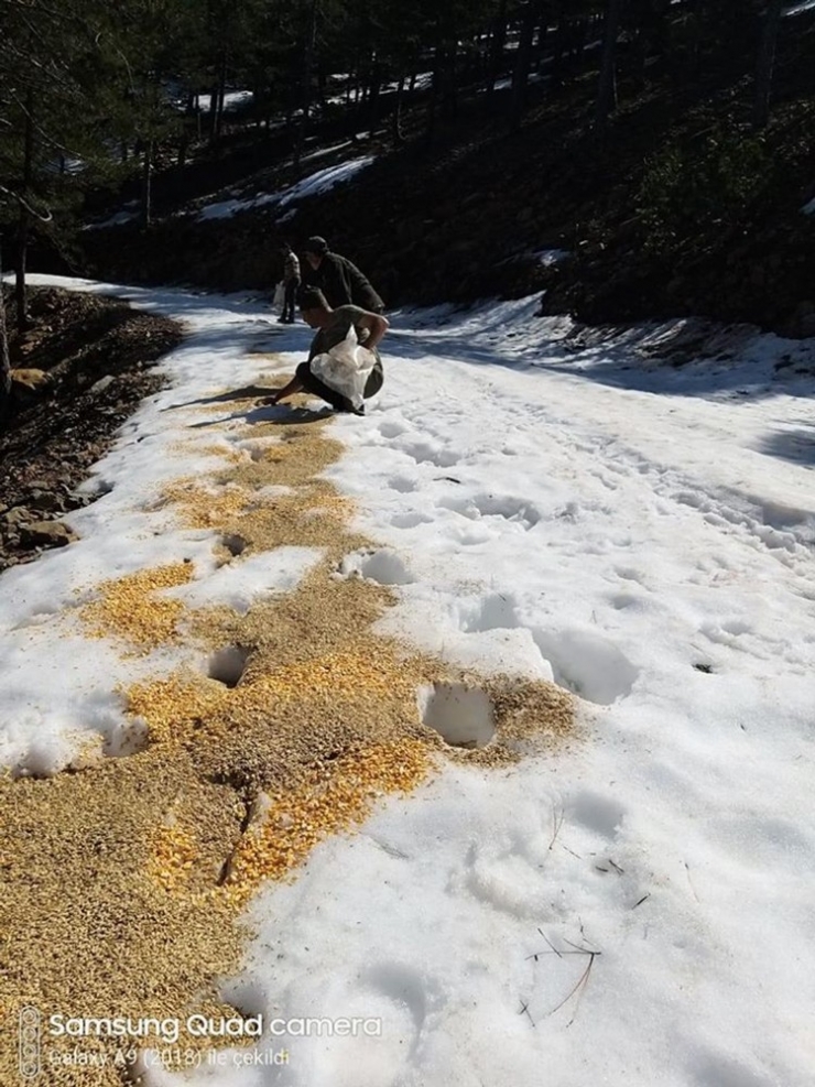 Dkmp’den Yaban Hayatına Yem Desteği
