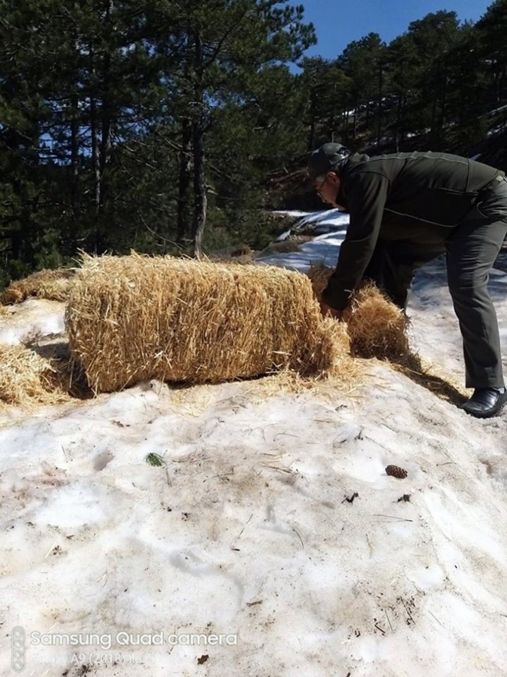 Dkmp’den Yaban Hayatına Yem Desteği