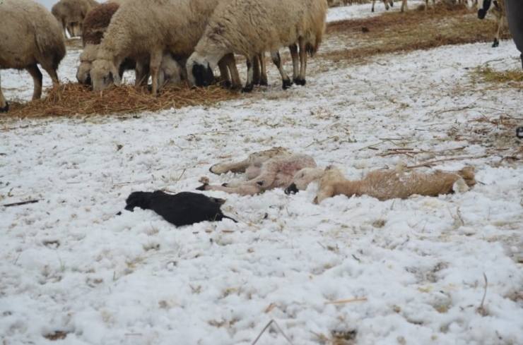 Çobanların Soğuk Havada ’Kuzu’ Nöbeti