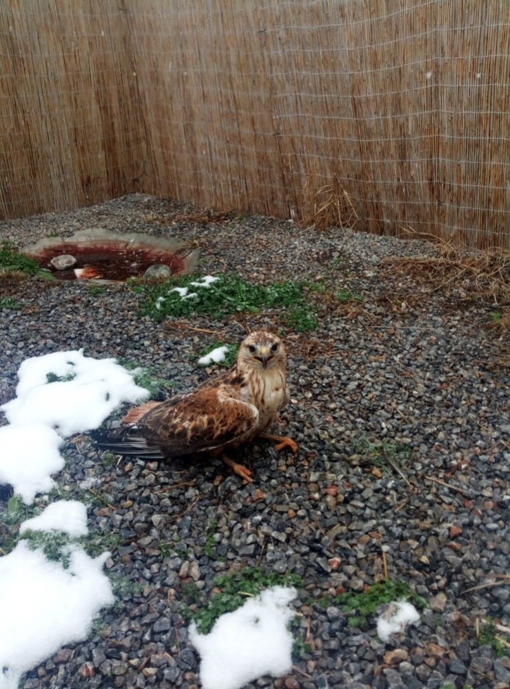 Yaralı Şahin Bulundu