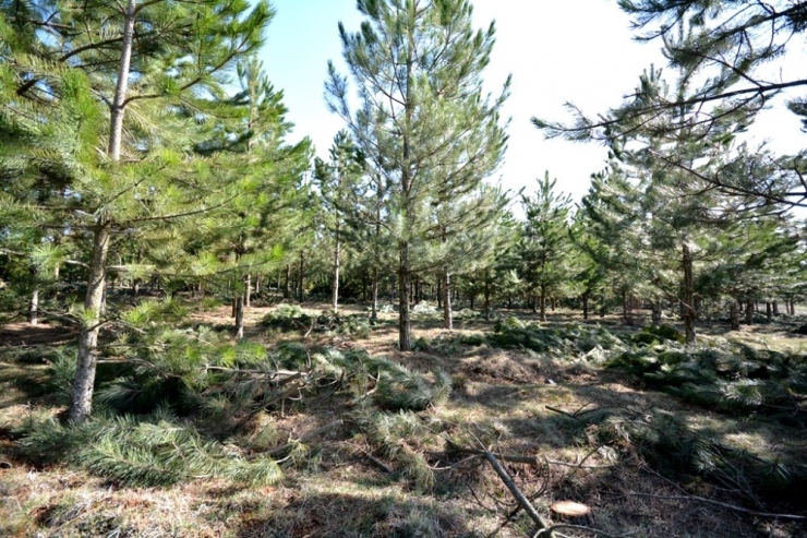 Ormanda Gençleştirme Çalışması