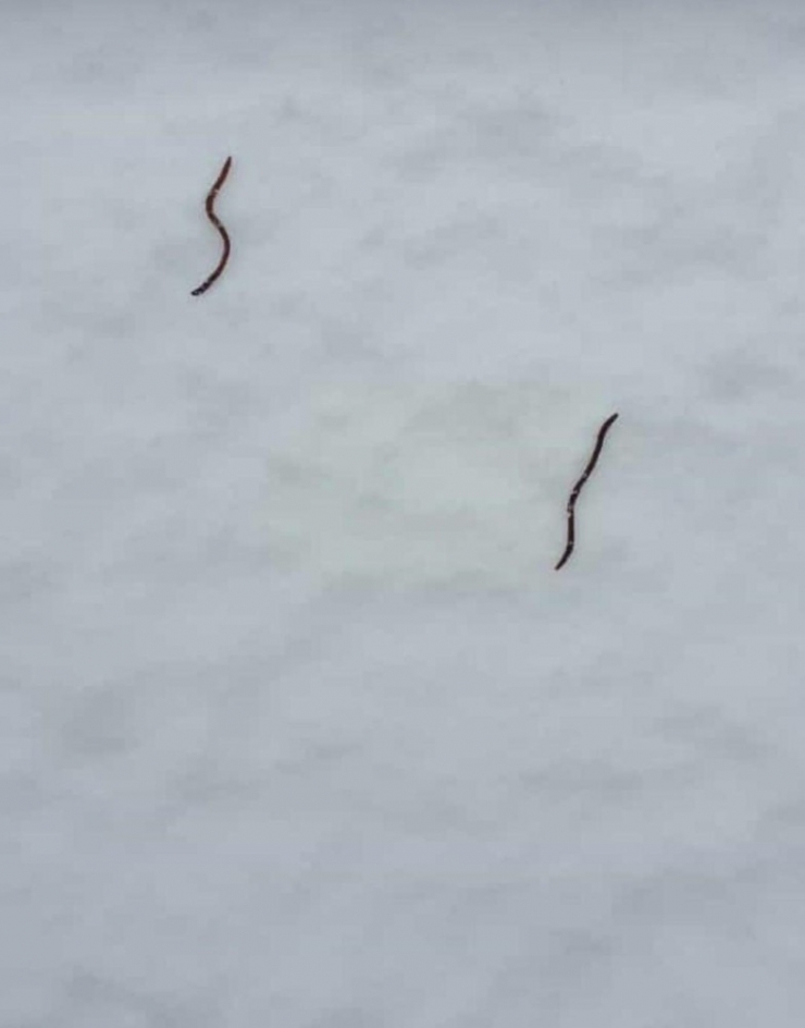 Binlerce Solucan Kar Üstüne Çıktı, Vatandaş Paniğe Kapıldı