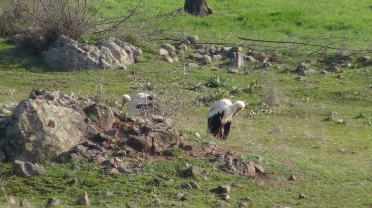 Soğuktan Etkilenen Leyleklere Belediye Kontrolü
