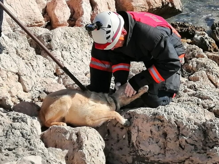 Başı Plastik Bidona Sıkışan Köpeği İtfaiye Ekipleri Kurtardı