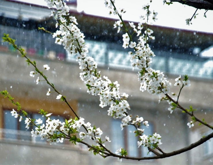 Güneşe Aldanan Meyve Ağaçlarını Kar Ve Soğuk Hava Vurdu