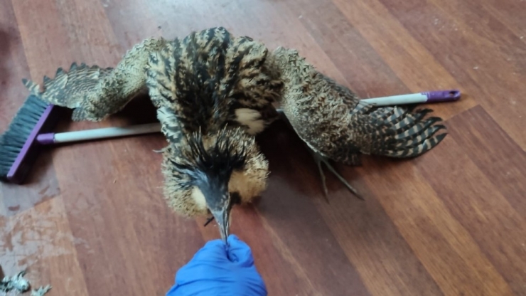 Yüksekova’da Bulunan Balıkçıl Kuşu Koruma Altına Alındı