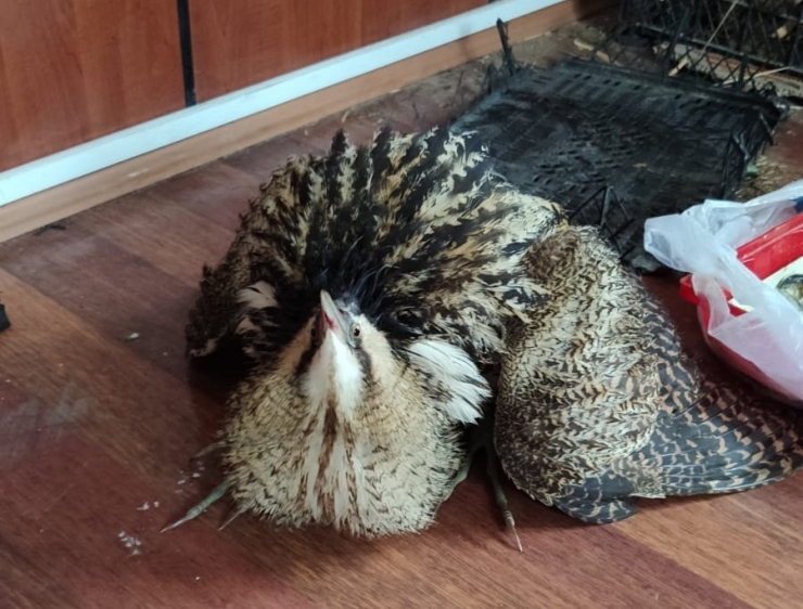 Yüksekova’da Bulunan Balıkçıl Kuşu Koruma Altına Alındı