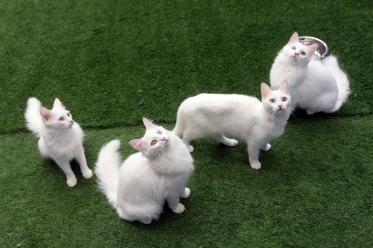 Korona Virüsü Van Kedisi Ziyaretlerini Durdurdu