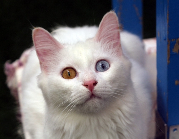 Korona Virüsü Van Kedisi Ziyaretlerini Durdurdu