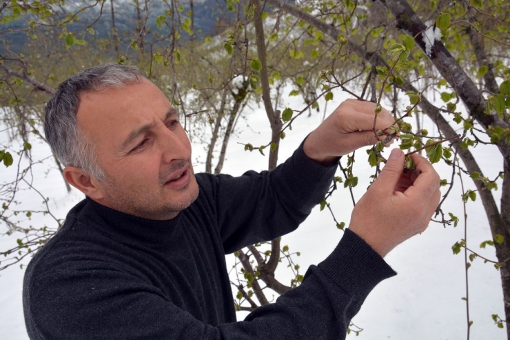 Fındık Üreticisinin Zirai Don Endişesi