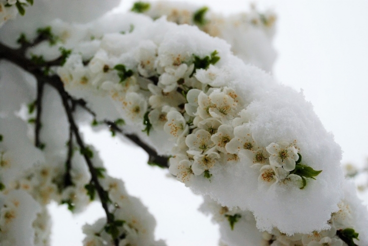 Tokat’ta Mart Karı Ticari Ürünlere Zarar Vermedi