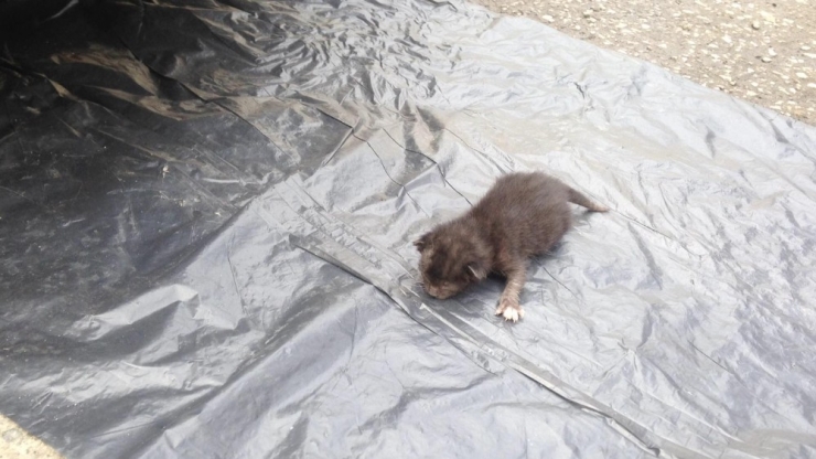 Otomobilin Motor Bölümüne Giren Yavru Kedi Kurtarıldı