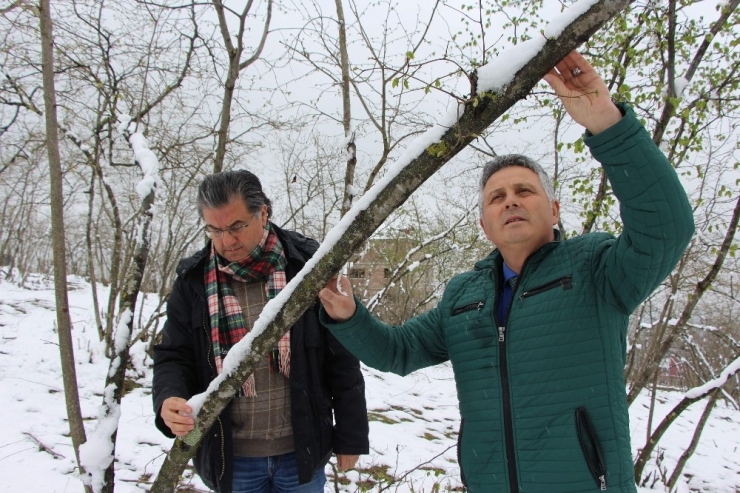 Uzmanlardan Fındık Üreticilerini Rahatlatan Açıklama