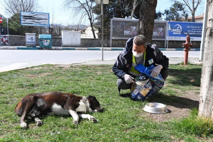 Büyükşehir’den Sokak Hayvanlarına Mama Dağıtımı