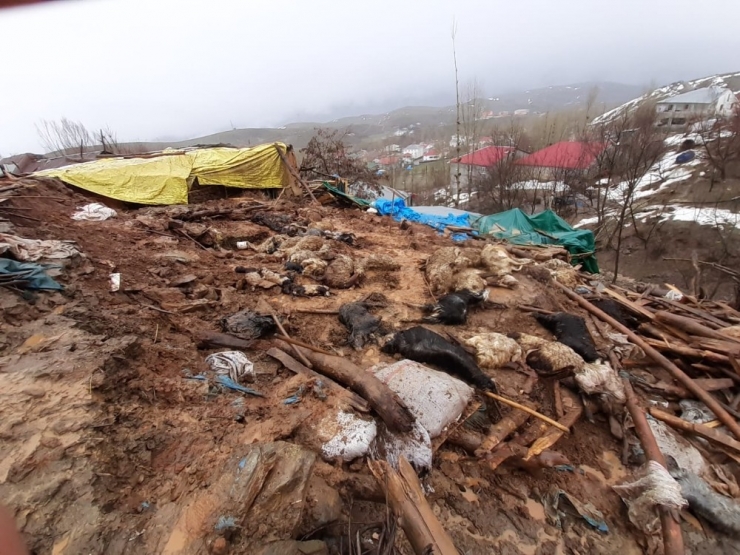 Bingöl’de 2 Ahır Çöktü, 40 Küçükbaş Hayvan Telef Oldu