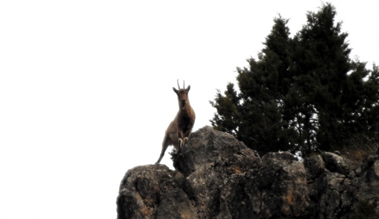 Munzur Dağlarında Yaban Keçileri Görüntülendi