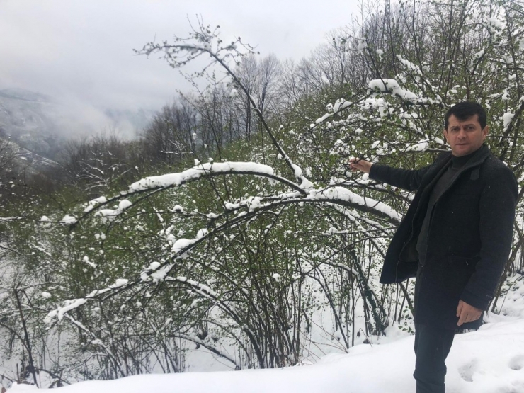 Fındık Üreticileri Zirai Dona Karşı Uyarıldı