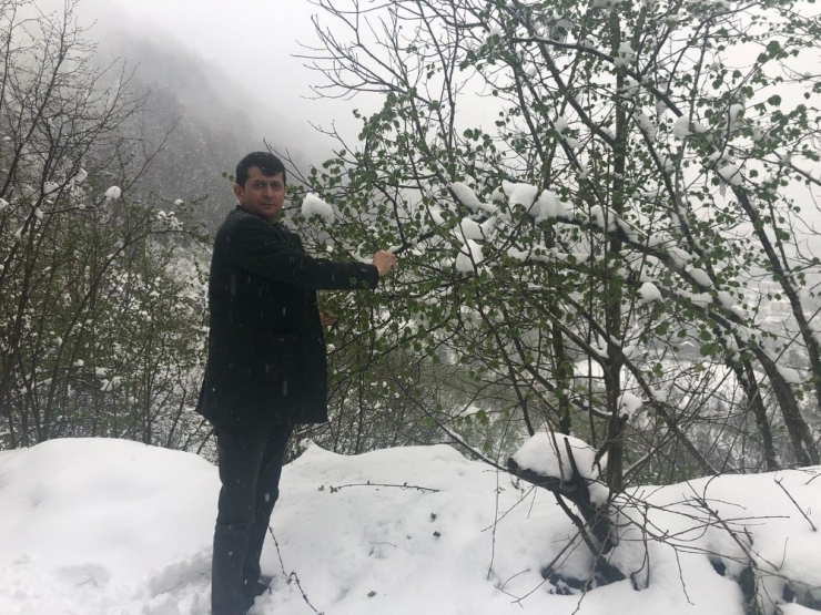 Fındık Üreticileri Zirai Dona Karşı Uyarıldı