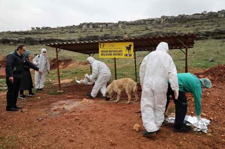 Gaziantep’te Enfeksiyonla Mücadelede Sokak Hayvanlarını Unutmadı
