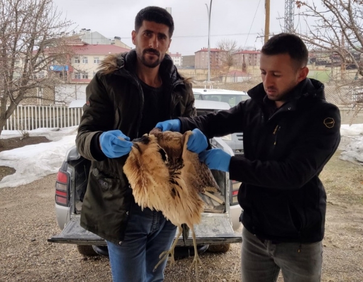 Yüksekova’da Hint Balıkçıl Kuşu Bulundu