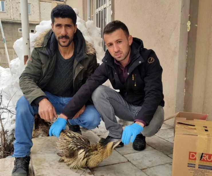 Yüksekova’da Hint Balıkçıl Kuşu Bulundu