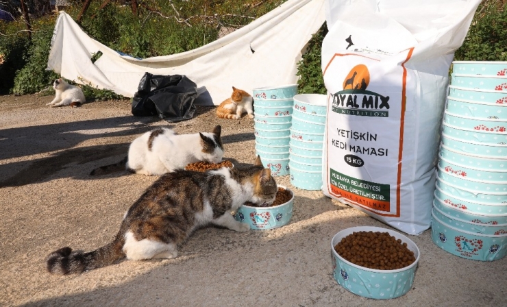 Mudanya’da Sokak Hayvanları Sahipsiz Değil