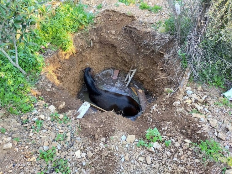 Kuyuya Bakan Vatandaşlar Gördükleri Manzara Karşısında Şok Oldu