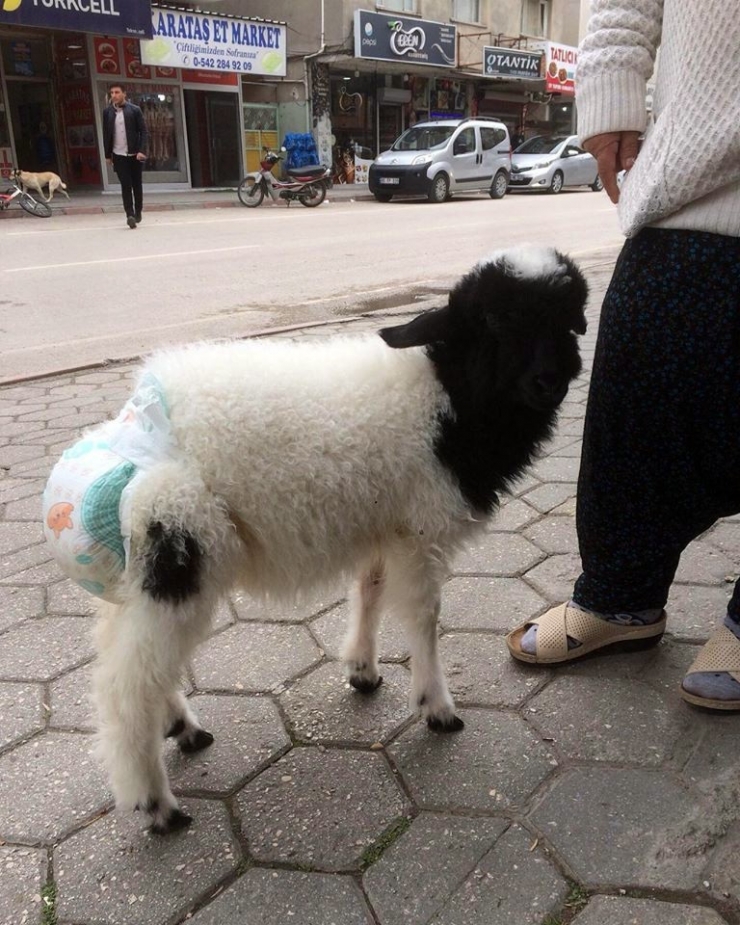 Etrafı Kirletmesin Diye Koyununa Çocuk Bezi Bağladı