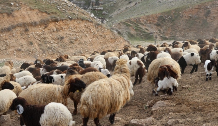 Kuzular Anneleriyle Buluştu, Ortaya Renkli Görüntüler Çıktı