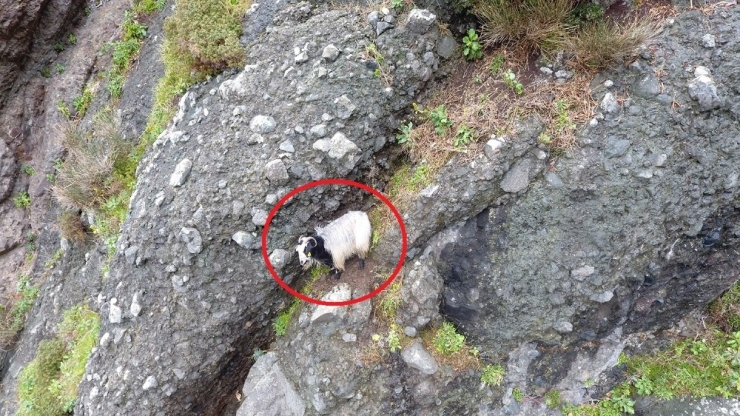 2 Gündür Mahsur Kalan Keçi Kurtarılmayı Bekliyor