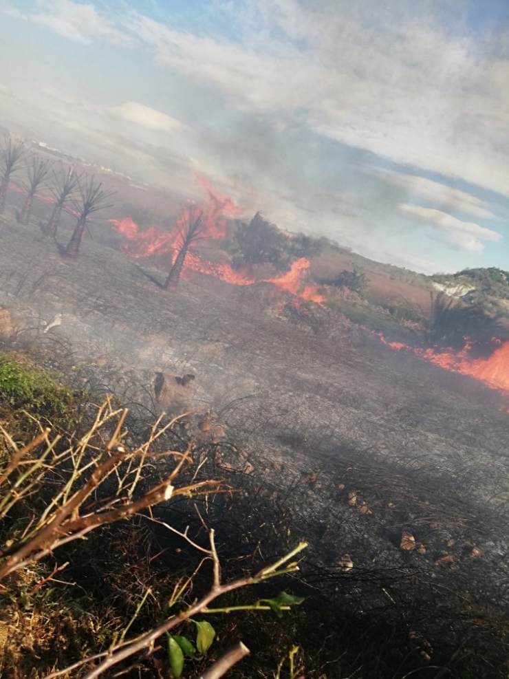 Antalya’da Sazlık Yangınında 30 Dönüm Alan Zarar Gördü