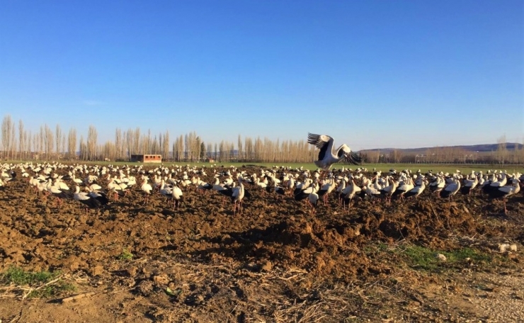 Yüzlerce Leylek Yakından Görüntülendi