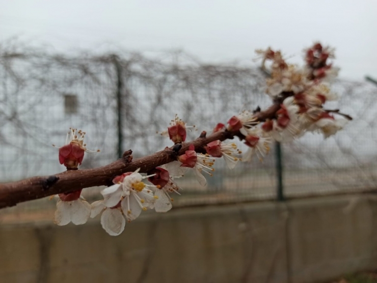 Gercüş’te Aşırı Yağış Ve Don Meyve Ağaçlarına Zarar Verdi