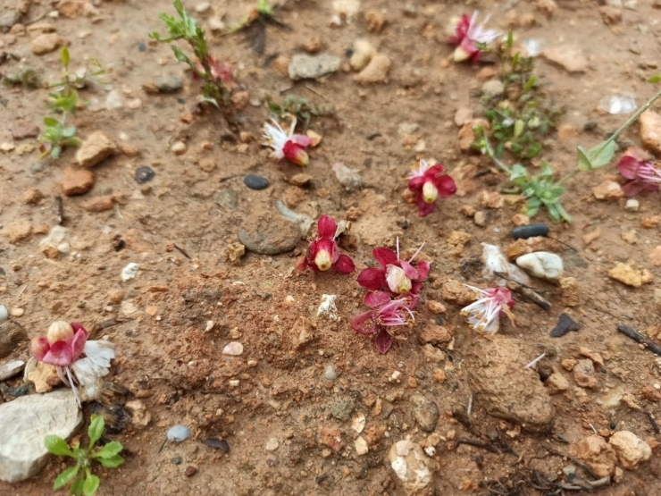 Gercüş’te Aşırı Yağış Ve Don Meyve Ağaçlarına Zarar Verdi