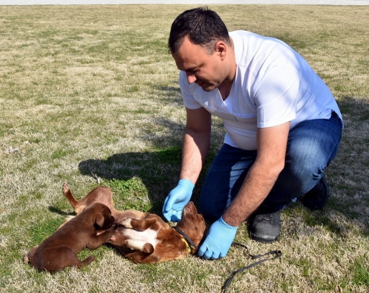 Sevimli Köpekler Yuva Arıyor