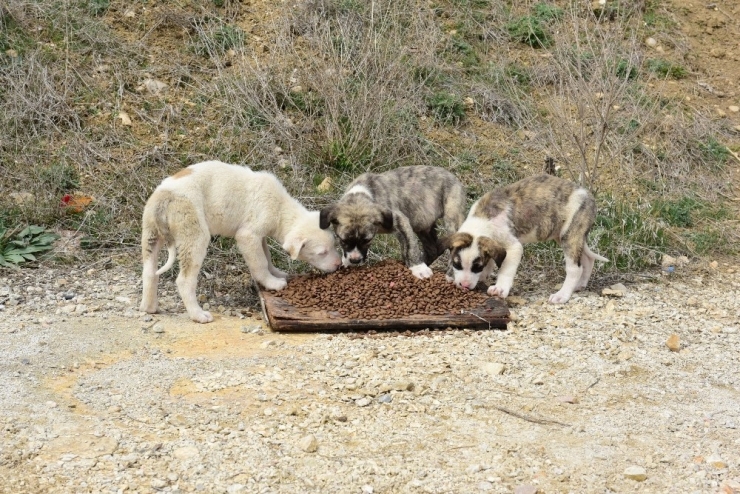Çorum’da Sokak Ve Yaban Hayvanlarını Unutmadı