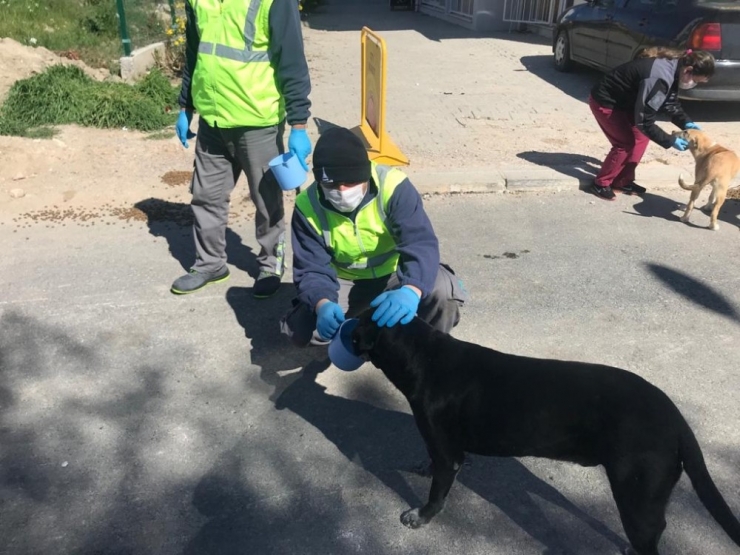 Korona Virüsü Nedeniyle İş Yerleri Kapanmıştı, Büyükşehir Mama Dağıttı