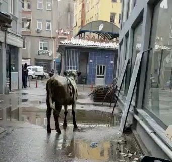 Sahibinden Kaçan Düve, Zor Anlar Yaşattı