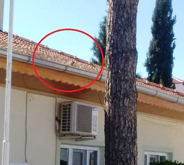 Selendi’de Sokaklar Sincaplara Kaldı