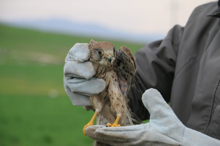 Siirt’te Tedavi Edilen Atmaca Doğaya Salındı