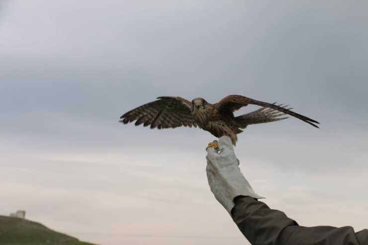 Siirt’te Tedavi Edilen Atmaca Doğaya Salındı