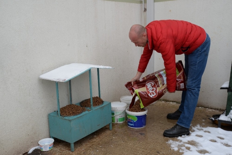 Sokak Hayvanları Unutulmadı